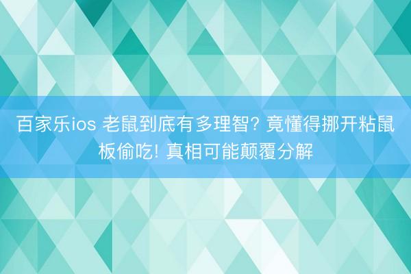 百家乐ios 老鼠到底有多理智? 竟懂得挪开粘鼠板偷吃! 真相可能颠覆分解